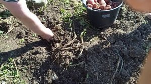 Урожай картофеля ред скарлет. Копаем картошку сорта ред скарлет.