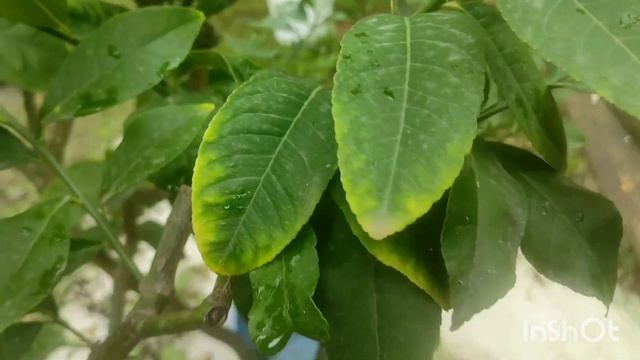 Снимаем созревшие плоды на лимоне Майкопском смотреть онлайн