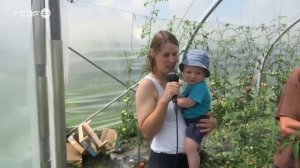 La ferme Vrancken ou les fraises en direct