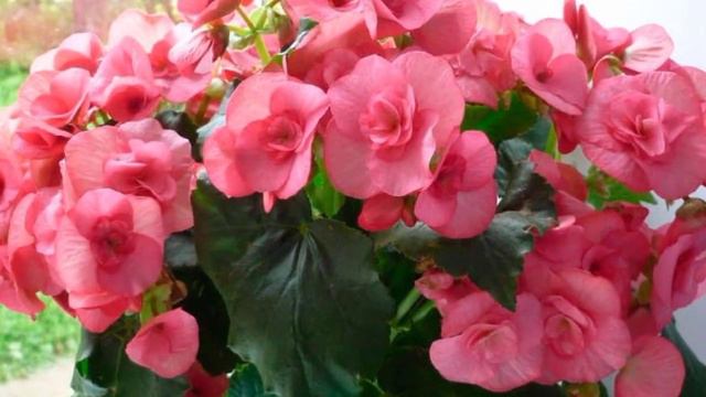 BEGONIYA GULINI TURLARI VA KO'PAYTIRISH HAQIDA AJOYIB VA FOYDALI MALUMOT смотреть онлайн