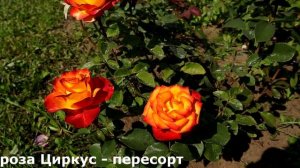 Пересорт - когда роза ЛУЧШЕ, чем хотелось. Помогите определить часть роз.