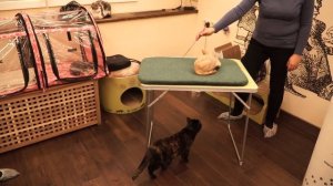 Девон-рекс. Презентация породы