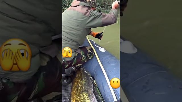 Паша!!! Держи его!!! Огромный сом!!! смотреть онлайн