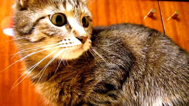 Кошка вертит головой, сидя на шкафу смотреть онлайн