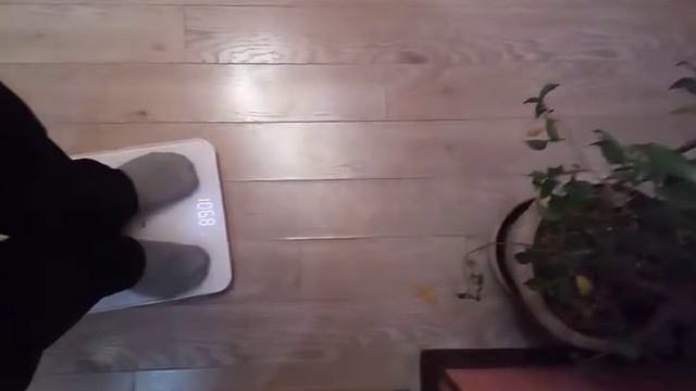 весы