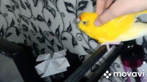 КАК ГЛАДИТЬ ПОПУГАЯ? Почему ПОПУГАИ делают это?