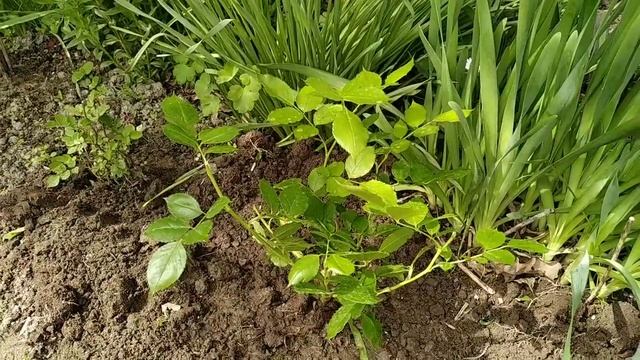 Сажаю растения в огород в открытый грунт. Часть 1 смотреть онлайн