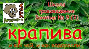 Школа травоведения. Занятие № 9 (3) КРАПИВА как чай и как водоросли...