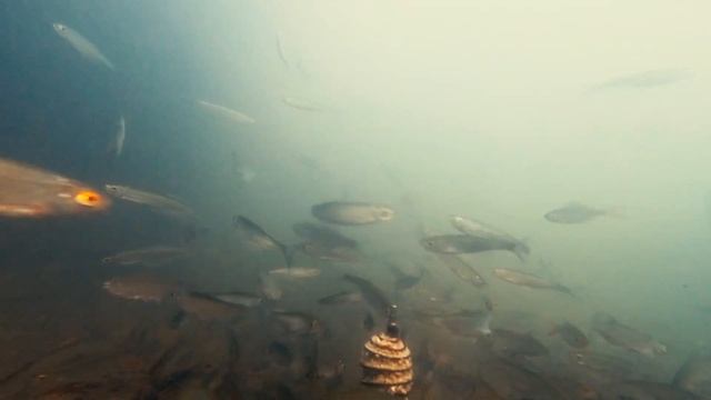 Подводная съёмка. Тайна этой воды. Карась. Реакция рыбы.