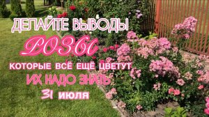 Это завораживает! Розы, которые всё ещё цветут первой волной на 31 июля