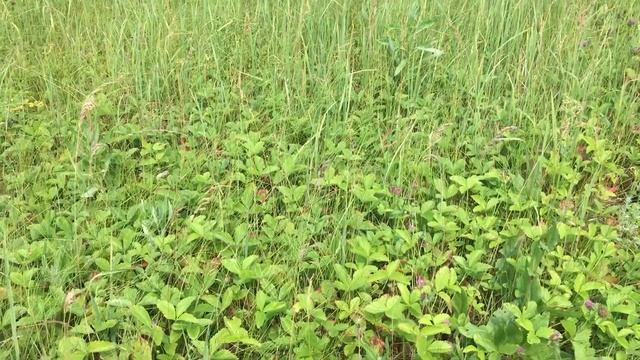 Поля полоники или луговой клубники смотреть онлайн