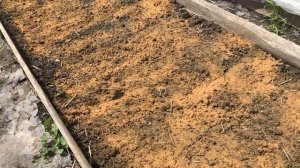 Обработка моркови от морковной  мухи