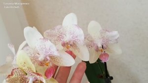 мои ОРХИДЕИ бабочки | цветение ОРХИДЕЙ БАБОЧЕК | орхидея orchid butterfly orchids