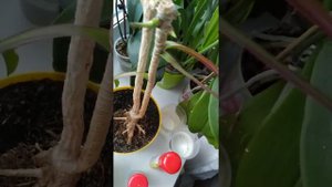 Мои пострадавшие цветы после обработки от клещей