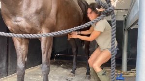 Sheath Cleaning. How to do it