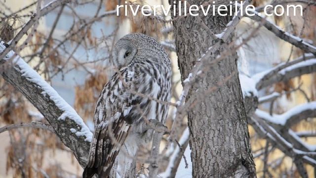 неясыть бородатая, сова в городе, Пермь смотреть онлайн