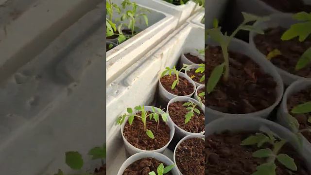 Переночевали. Дальше будет не хуже! #теплица #рассада #томаты #перцы #растения #мороз #пеларгония смотреть онлайн