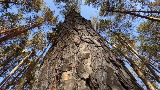 Осень, природа. смотреть онлайн