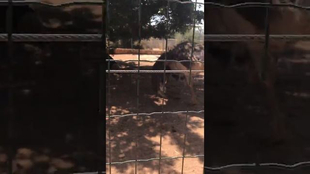 Страусы в зоопарке г. Пафос, Кипр\  Ostriches at the Zoo in Paphos, Cyprus