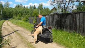Carriage of a dog on a motorcycle #2 / Перевозка собаки на мотоцикле