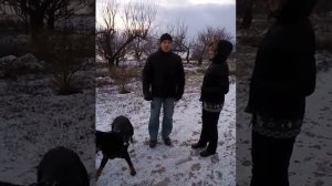 Как Новичку выбрать собаку