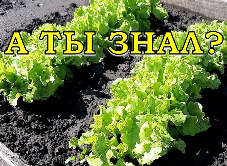 Лучшее время для посева САЛАТА  - это ранняя весна!???