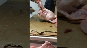 Разделка индейка гигантский