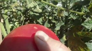 ТОМАТ АЛТАЙСКИЙ РОЗОВЫЙ. Видеообзор Ольги Черновой.