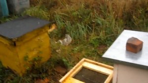 Новый способ зимовки пчёл.Комбинированный улей с увеличенным пространством и сетчатым дном.