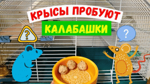 КРЫСЫ ПРОБУЮТ КАЛАБАШКИ