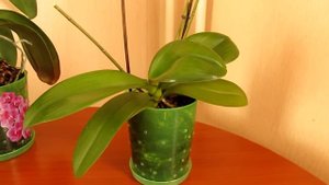 Орхидеи в домашних условиях( уход и как избавиться от тли)