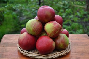 Ханикрисп - сорт яблони