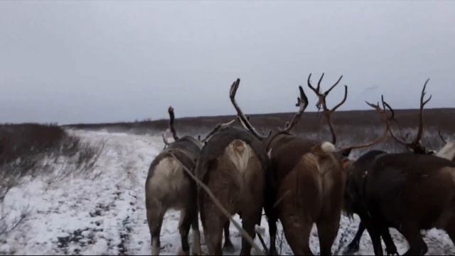 На оленьей упряжке / Осень 2020 / Первый снег смотреть онлайн