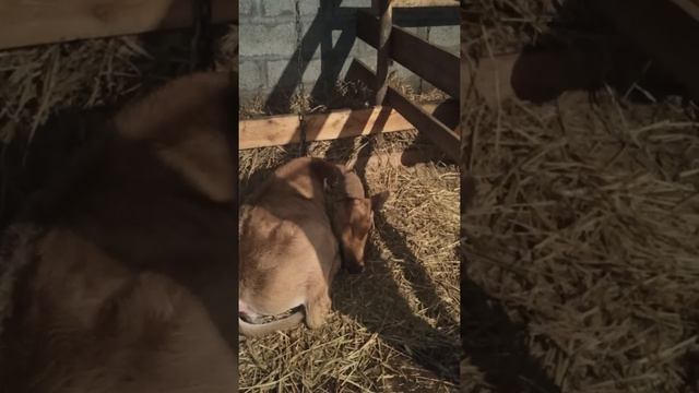 телята. кормление телят. сколько давать молока телятам