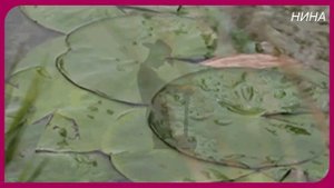 ЛИСТОПАД - Игорь Ашуров