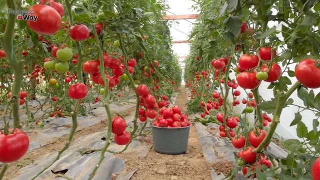 Дедушка Учил 1 Л Раствора и Томаты Засыпят Урожаем! Подкормка Для Увеличения Завязи Томатов! смотреть онлайн