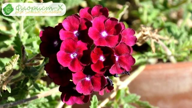 ? Виды и сорта вербены садовой смотреть онлайн