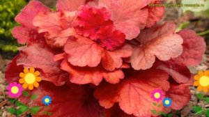 Гейхера гибридная Фаер Аларм. Краткий обзор, описание характеристик heuchera hybr. Fire Alarm