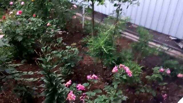 Vlog-186 Отличие размера бутонов роз от цветения в первую волну смотреть онлайн