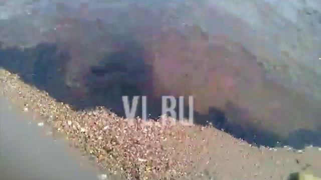 VL ru - в акватории Русского острова произошел разлив мазута