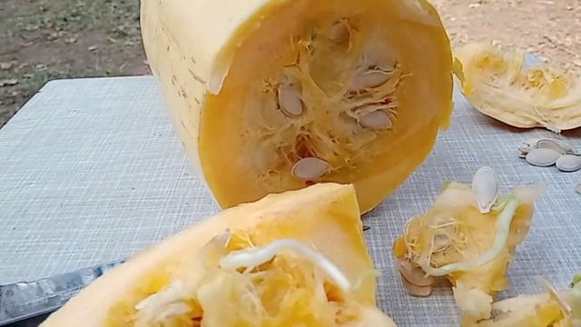 Как проращивать семена кабачков
