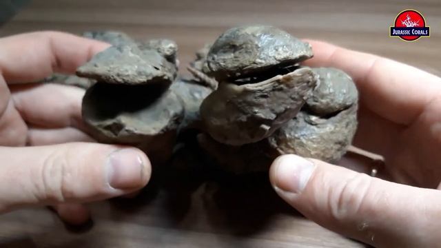 Кто такие Рудисты? смотреть онлайн