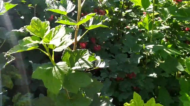 Плодоношення порічки сорту Джонкер Ван Тетс смотреть онлайн