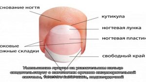 Что такое лунки на ногтях? Большие лунки на ногтях пальцев рук и маленькие: значение для здоровья