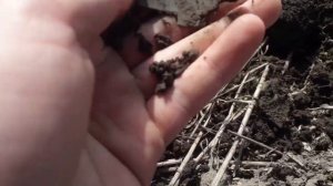 Поиск монет с ТХ-850 (TIANXUN)