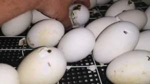 Отличные Гусята вывод инкубатор супер