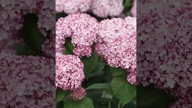 Гортензия Пинк Анабель 2, Свит Анабель, Руби Анабель, Лайм Рикки, Бланчетта, Маувейт, Лиметта и др. смотреть онлайн