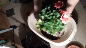 МОЖНО ЛИ ПЕРЕСАЖИВАТЬ ЦВЕТУЩУЮ КОРОЛЕВСКУЮ ПЕЛАРГОНИЮ??? РЕЗУЛЬТАТЫ ПЕРЕСАДОК