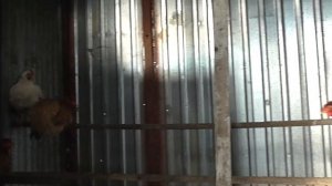 Вольер для кур.   Летний выгул для куриц.