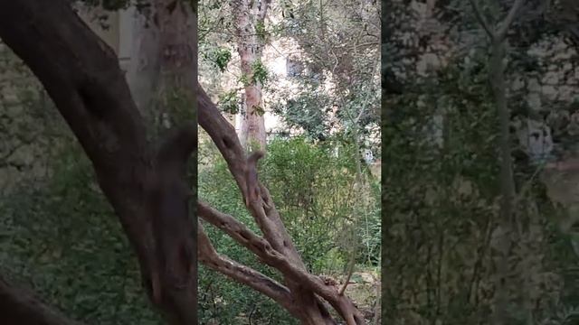Варианты переезда в Испанию. Часть 1. Вертикальное видео